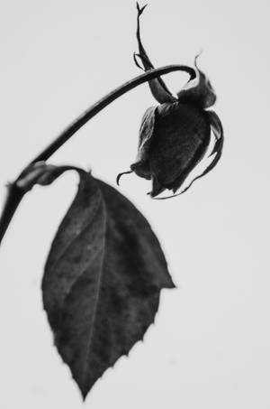 Wilted Black Rose iPhone — Huawei MatePad Pro 12 (2026) Picha ya Ukuta