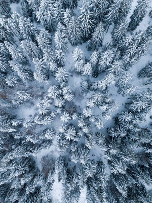 Winter Pine Trees iPad Display wallpaper