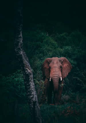 Elephant Laptop — Vivo Pad5 Picha ya Ukuta