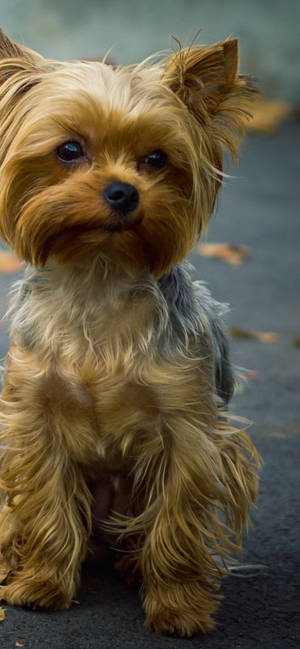 Yorkshire Terrier Close-Up Portrait wallpaper — iPhone 13 Pro Max Picha ya Ukuta