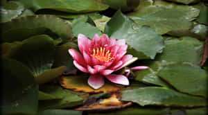 Picha za Maua ya Lotus — Maua ya Lotus Picha ya Ukuta