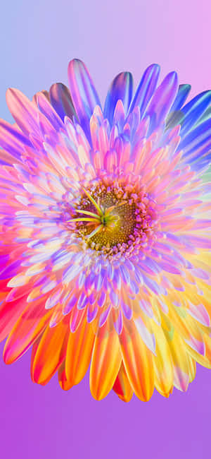 Rainbow Flower Iphone — iPhone 11 Pro Max Picha ya Ukuta